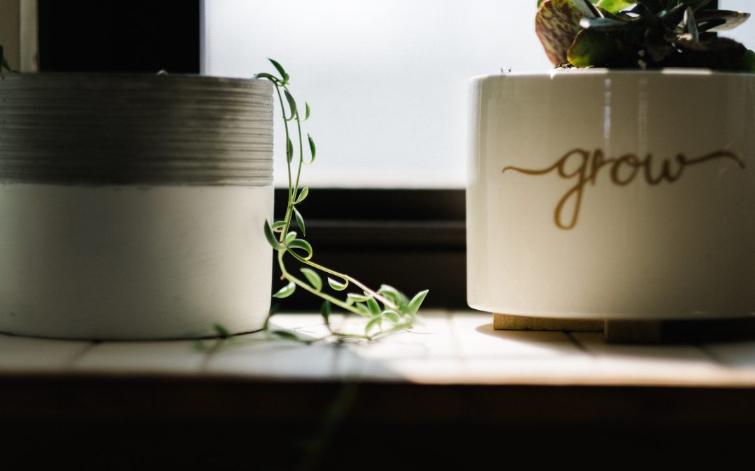 Feed your indoor plant hobby even more with LED grow lights